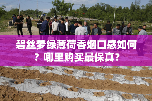 碧丝梦绿薄荷香烟口感如何？哪里购买最保真？